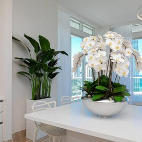 Tigela Avenue com Orquídeas Phalaenopsis Brancas