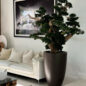 Bonsai Grande em Vaso Brannan Marrom Fosco