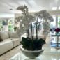 Tigela Avenue com Orquídeas Phalaenopsis Brancas