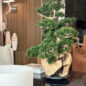 Vaso de Teca com Bonsai Semi-Cascade