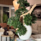 Vaso Konos com Bonsai Semi-Pendente (Han-Kengai)