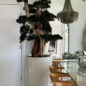 Bonsai Grande em Vaso Brannan