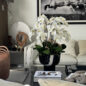 Orquídeas Brancas em Vaso Kempff Bowl