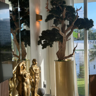 Bonsai em Vaso Saint Tropez
