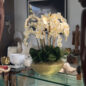 Vaso Blaze Bowl com Orquídeas Phalaenopsis Brancas