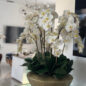 Vaso Blaze Bowl com Orquídeas Phalaenopsis Brancas